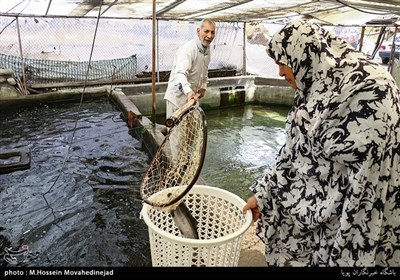 حسین سلطانی به همراه همسر خود مشغول کار در حوضچه پرورش ماهی قزل آلا می باشند