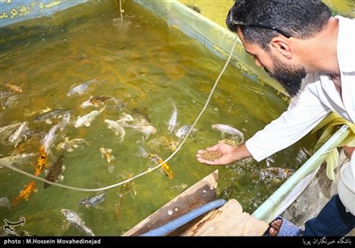 حسین مهرآذین در زمینه پرورش ماهی زینتی مشغول فعالیت است