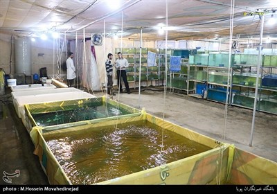 حسین مهرآذین می گوید در حال حاضر 20 هزار ماهی مولد داریم و 15 هزار بچه ماهی 