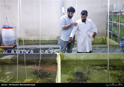 حسین مهرآذین و دوستانش بعد از پژوهش و تحقیق بسیار کار پرورش ماهی زینتی را با 10 هزار ماهی مولد شروع کردند