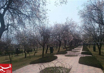 مقبوضہ کشمیر میں بہار کی آمد