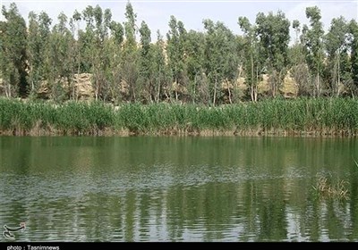 تالاب بیشه‌دالان در مسیر احیا؛ از پرورش گاومیش تا کشت گیاهان دارویی