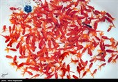 توصیه‌های بهداشتی سازمان دامپزشکی برای خرید ماهی قرمز