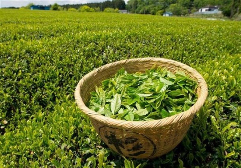 رئیس سازمان چای کشور: نقشه پهنه‌بندی حاصل‌خیزی خاک گیلان و مازندران رونمایی شد