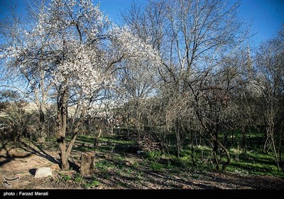 Blossoms Herald Spring in Iran