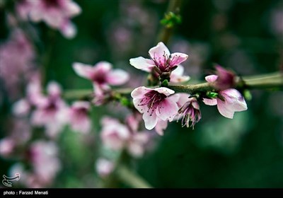 Blossoms Herald Spring in Iran