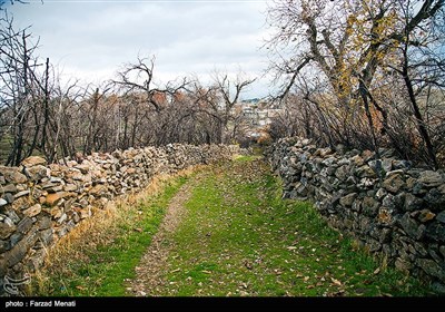 شکوفه های بهاری - کرمانشاه