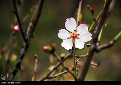 Blossoms Herald Spring in Iran
