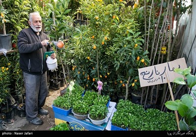 Iranians Greet New Year at Flower Markets
