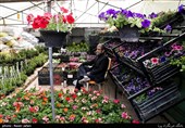 تهران| 80 درصد فعالان بازار گل و گیاه پاکدشت تولیدکننده هستند