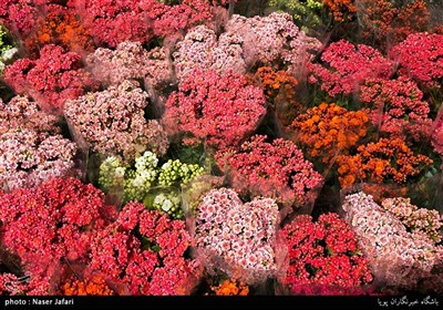 Iranians Greet New Year at Flower Markets