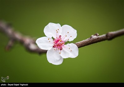 Iran's Beauties in Photos: Spring in Ardabil