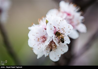 Iran's Beauties in Photos: Spring in Ardabil