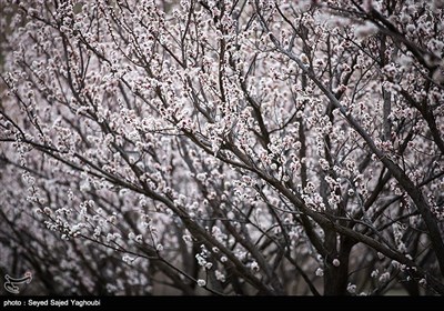 Iran's Beauties in Photos: Spring in Ardabil