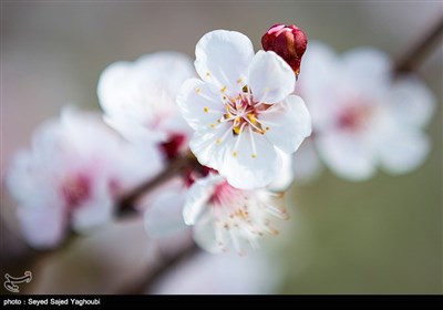 Iran's Beauties in Photos: Spring in Ardabil