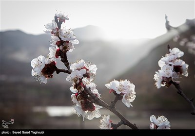 Iran's Beauties in Photos: Spring in Ardabil
