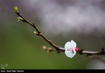 Iran's Beauties in Photos: Spring in Ardabil