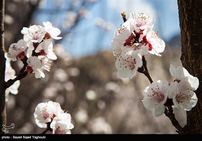 Iran's Beauties in Photos: Spring in Ardabil