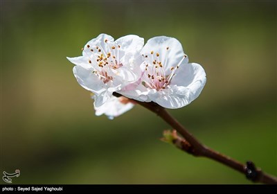 Iran's Beauties in Photos: Spring in Ardabil