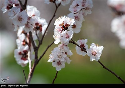 Iran's Beauties in Photos: Spring in Ardabil