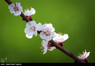 Iran's Beauties in Photos: Spring in Ardabil