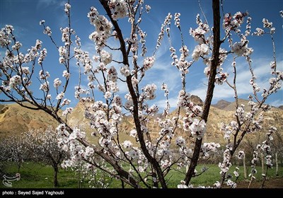 Iran's Beauties in Photos: Spring in Ardabil