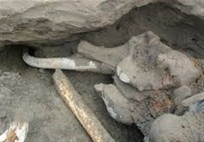 فسیل دندان ماموت 2 میلیون ساله در اردبیل ‌کشف شد