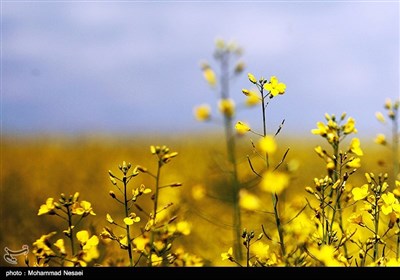 مزارع السلجم فی جرجان