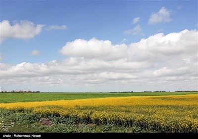 مزرعه کلزا در گرگان