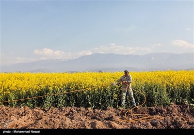 مزرعه کلزا در گرگان