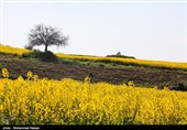 بجنورد| کود و سم با قیمت یارانهای برای کشت پائیزه به کشاورزان داده میشود