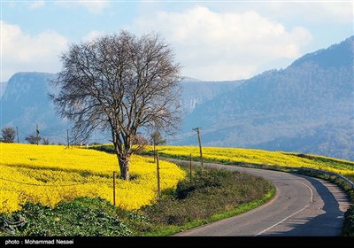 مزارع السلجم فی جرجان