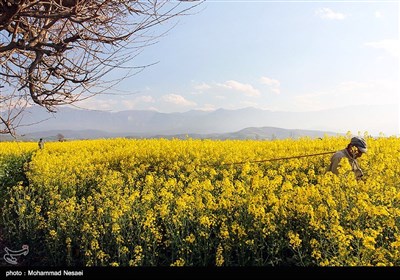 مزرعه کلزا در گرگان