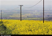 گلستان| اجرای 8 هزار هکتار کشاورزی حفاظتی در استان گلستان