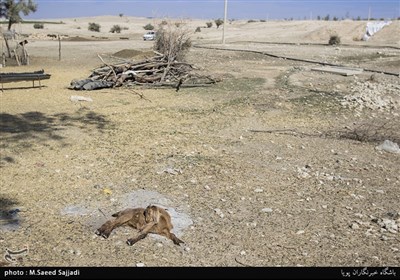 خشکسالی باعث از رونق افتادن دامداری اهالی این منطقه شده است 