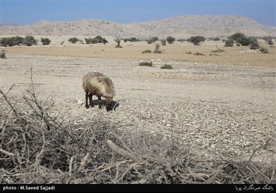 خشکسالی باعث از رونق افتادن دامداری اهالی این منطقه شده است