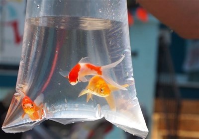  دامپزشکی: ماهی قرمز قابلیت انتقال مکانیکی کرونا را دارد 