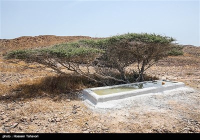 جزایر فارور بزرگ و فارور کوچک