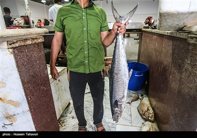 بازار ماهی کیش