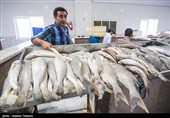 اصفهان| سبزی‌‎پلوی عید بی‌ماهی؛ &quot;دلار&quot; ماهی را از سفره‌ اصفهانی‌ها بیرون انداخت