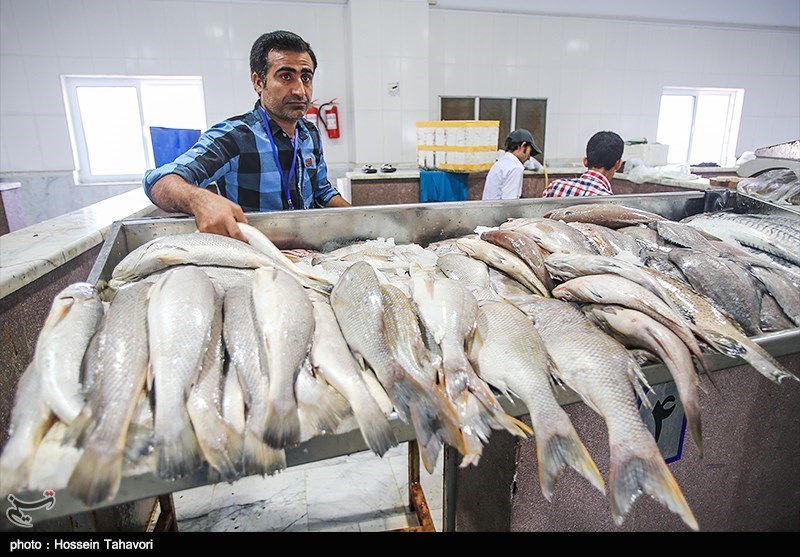 گلستان| بازار ماهی گمیشان با 60 میلیاردریال اعتبار تکمیل می‌شود
