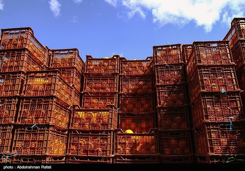 ذخیره‎‌سازی سیب در استان فارس کامل شد؛ شروع خرید پرتقال شب عید