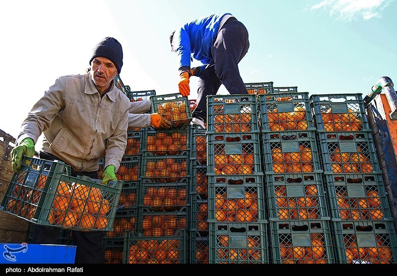 ذخیره‌سازی 900 تن میوه شب عید در خراسان جنوبی آغاز شد