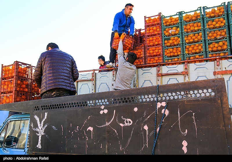 1900 تن میوه شب عید در قزوین توزیع می‌شود