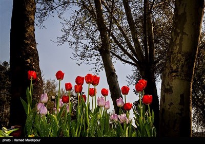 لاله‌های بهاری در پارک‌شهر تهران