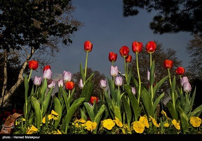 لاله‌های بهاری در پارک‌شهر تهران