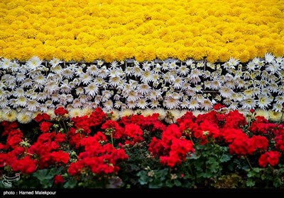 گل‌های بهاری در پارک‌شهر تهران