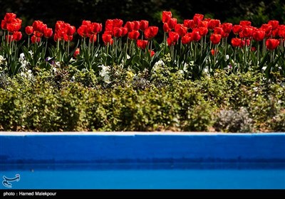 لاله‌های بهاری در پارک‌شهر تهران