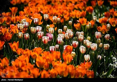 گل‌های بهاری در پارک‌شهر تهران