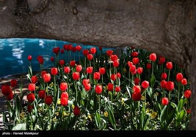 لاله‌های بهاری در پارک‌شهر تهران